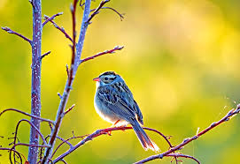 Bird Watching